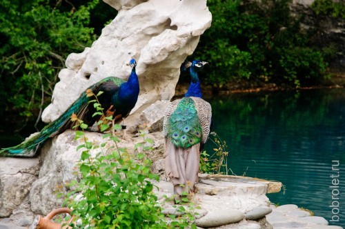 Нравится ли это павлинам, никто не спрашивал. Но на фоне голубой воды они действительно смотрятся восхитительно.