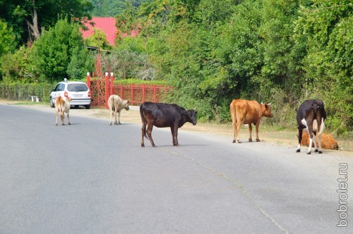 Коровам здесь полное раздолье: они свободно гуляют по дорогам, устраивают здесь лежбища.