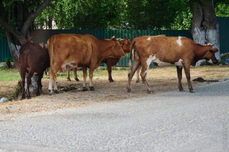Порой на улице можно встретить больше коров, чем людей.